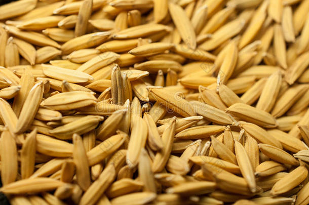 关闭<strong>水稻</strong>没有出壳。 传播<strong>水稻</strong>茉莉花米在阳光下干燥，泰国准备作为大众产品加工。