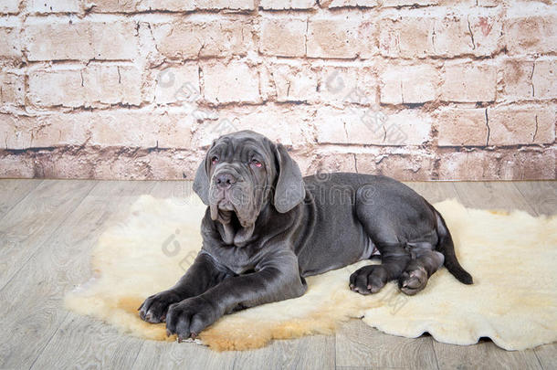 灰色、黑色和棕色的小狗繁殖了马西诺。 狗主人从小就训练狗。