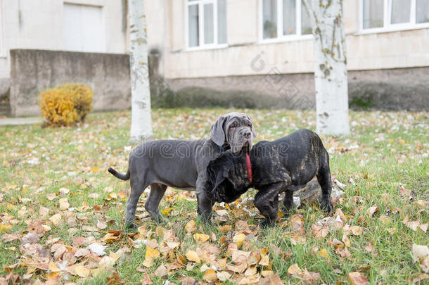 狗在秋天的公园里散步，<strong>培育</strong>了纳波利塔纳·马西诺。