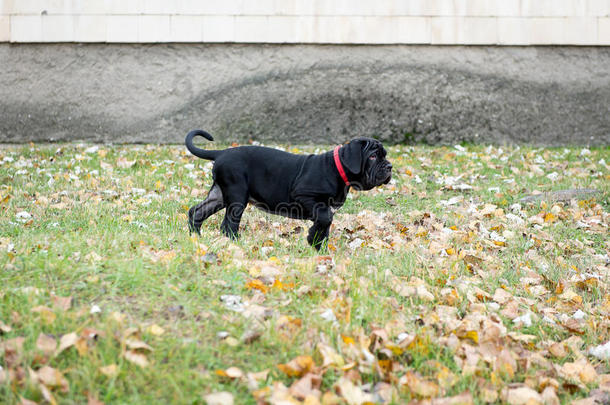 狗在秋天的公园里散步，培育了纳波利塔纳·马西诺。