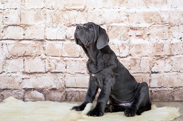 灰色、黑色和棕色的小<strong>狗</strong>繁殖了马西诺。 <strong>狗主人</strong>从小就训练<strong>狗</strong>。