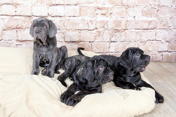 灰色、黑色和棕色的小狗繁殖了马西诺。 狗主人从小就训练狗。