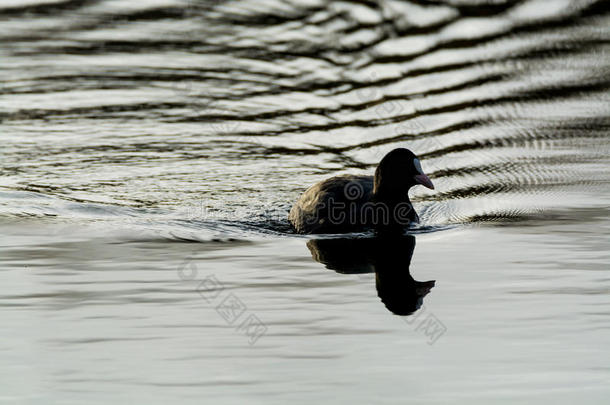 黑色鸭子欧亚Coot/Fulicaatra漂浮在湖中