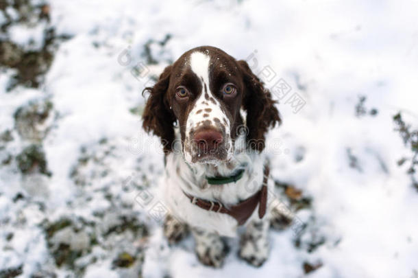 可爱的小狗英语斯普林格猎犬在第一场雪上行走。