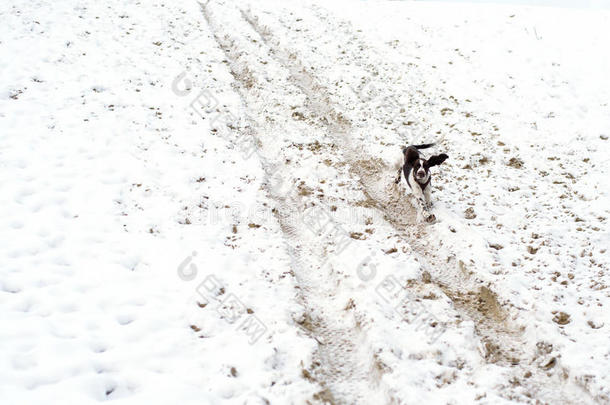 可爱的小狗英语斯普林格猎犬在第一场雪上行走。