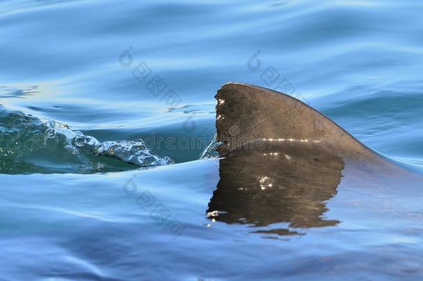 一只大白鲨的特写鳍，在海水中的CarcharodonCarcharias。