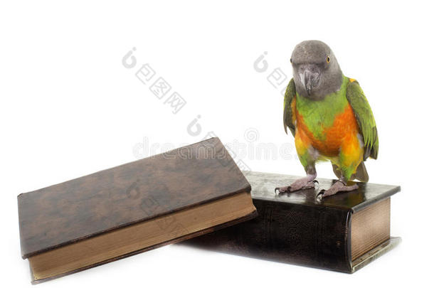 非洲的动物背景鸟书