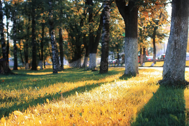 秋天的公园树叶太阳