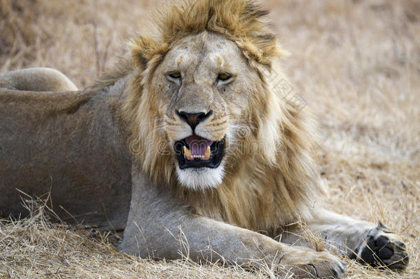 一只<strong>狮子</strong>躺在Ngorongoro<strong>火</strong>山口的地面上的特写镜头