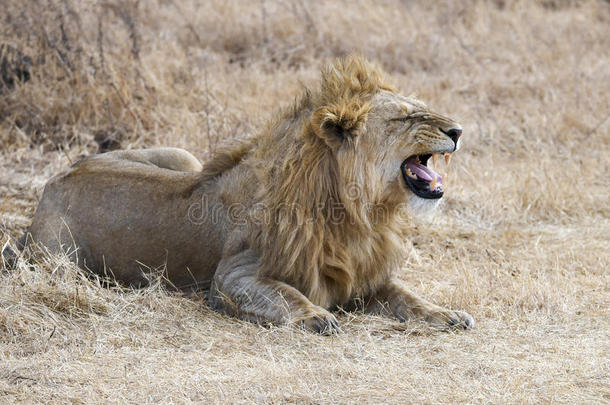 一只狮子躺在Ngorongoro火山口的地面上的特写镜头