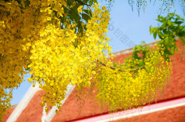 金雨树在夏季，在泰国橙色寺庙屋顶前
