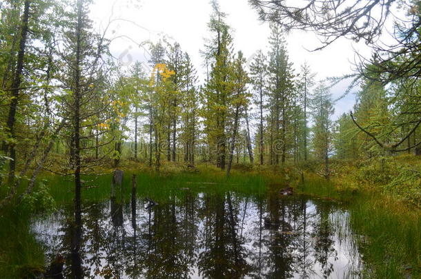 森林湖光滑如水的镜子。