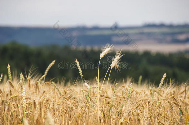 在阳光明媚的日子里，田野的美丽景色。 小麦-特写