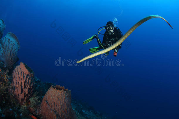 潜水员海蛇水下潜水图片海洋