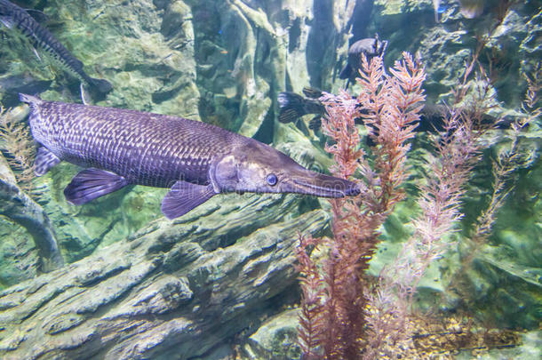 放射虫动物水族馆弓箭手箭鱼