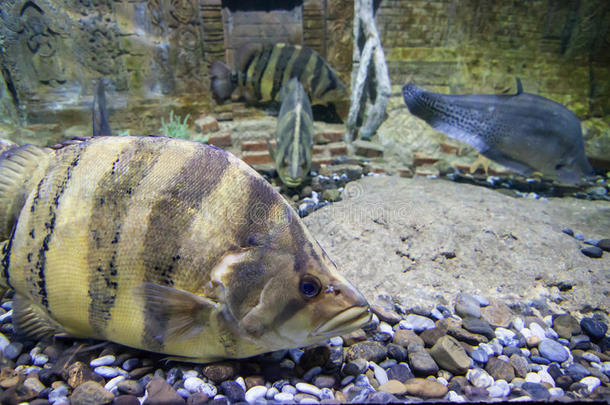 放射虫动物水族馆弓箭手箭鱼