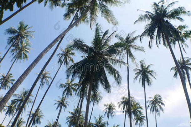 椰子花园