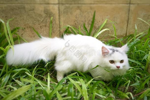 一只白色波斯猫