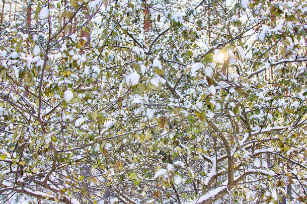 白雪中绿叶的苹果树。