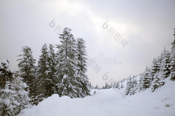 冬季雪域森林景观