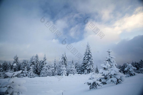 冬季雪域森林景观