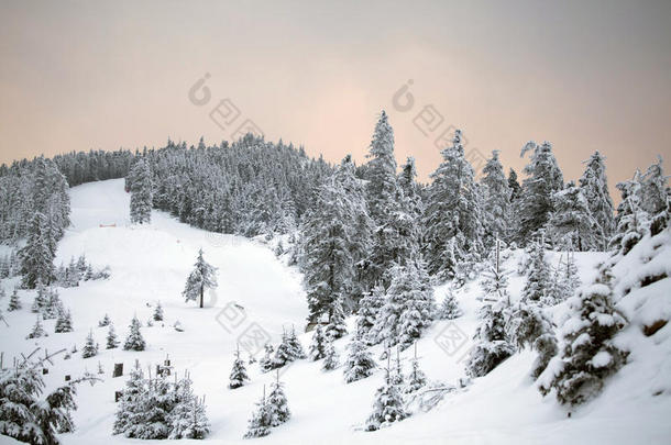 冬季雪域森林景观