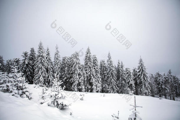 冬季雪域<strong>森林</strong>景观