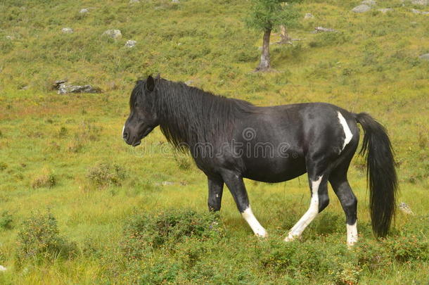 阿尔卑斯山动物美丽的黑色繁殖
