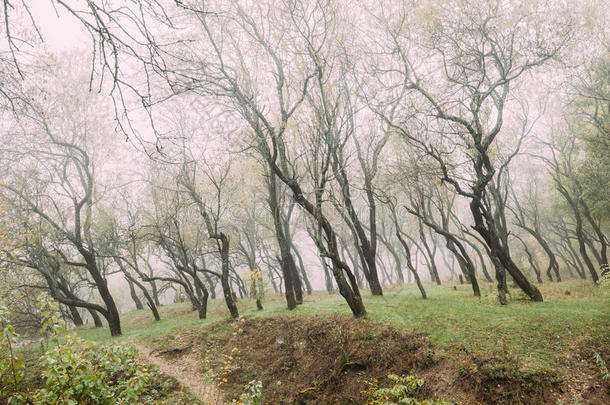 秋天薄雾落叶的森林景观