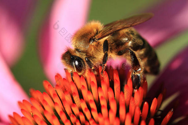 美丽的美女蜜蜂开花特写镜头