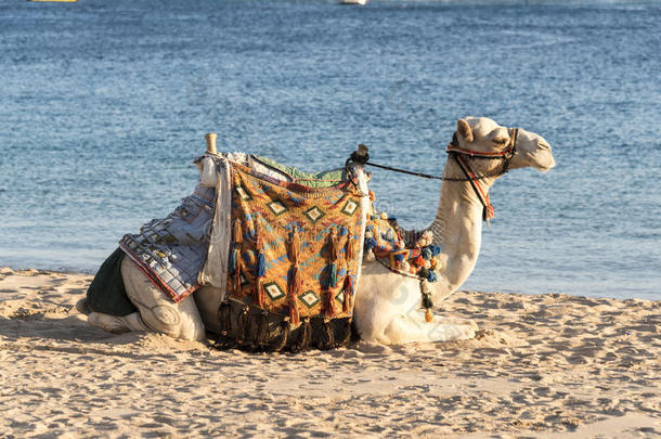 埃及<strong>马卡迪</strong>湾的骆驼