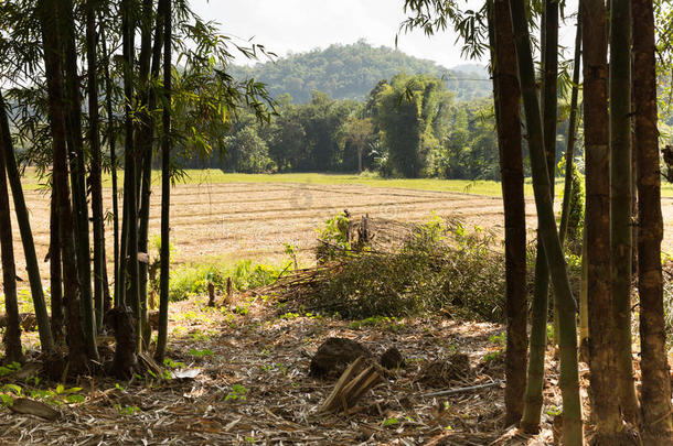 亚洲竹子乡村环境农场