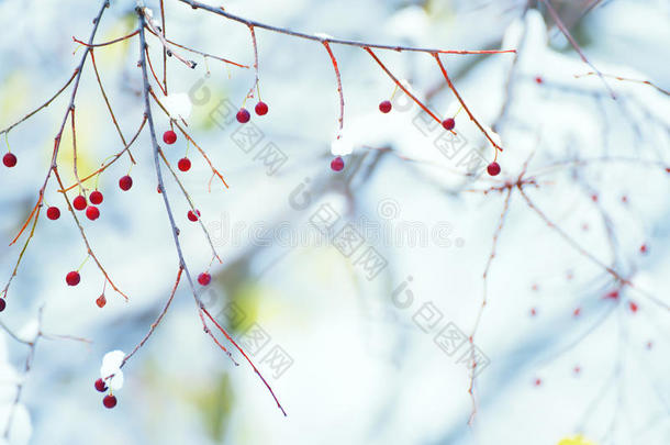 树枝上有娇嫩的<strong>红色</strong>浆果。 自然<strong>冬季</strong>背景。