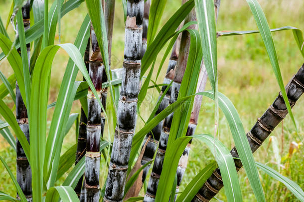 农业的农业背景<strong>植物</strong>学<strong>藤条</strong>