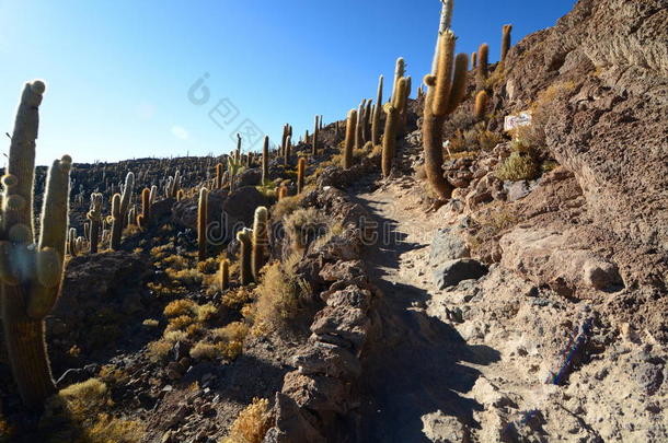 冒险海拔高度美国安第斯山脉玻利维亚