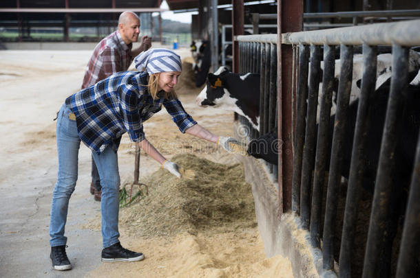 欢快的牛仔女郎在农场的奶牛场和挤奶牛群一起工作