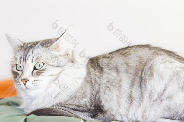 美丽的银色母猫西伯利亚品种在房子里
