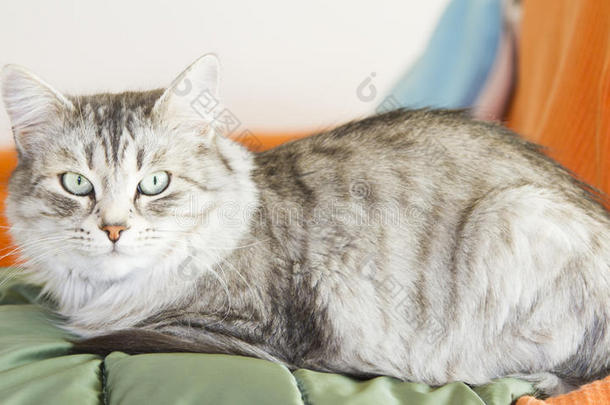 西伯利亚可爱的银猫在房子里繁殖