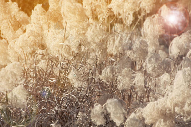 干草花植物与阳光和耀斑光，草甸冬季背景
