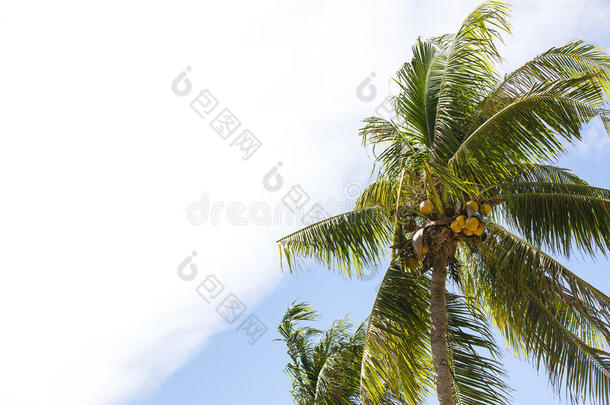 成熟椰子的椰子林