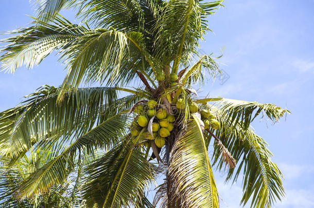 成熟椰子的椰子林