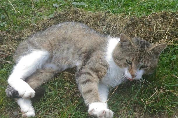 猫躺在草地上