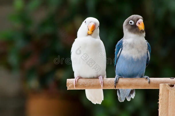 蓝色和白色的爱鸟站在栖息在模糊的花园背景上