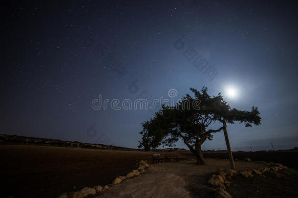 塞浦路斯的老树在夜空的背景上。 照亮背光的月亮