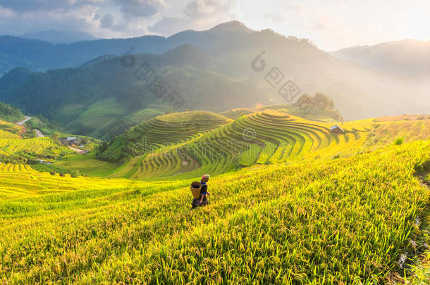 越南梯田上的农民。 稻田在越南西北部的景观中准备收获