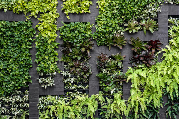 绿色墙，生态友好的垂直花园