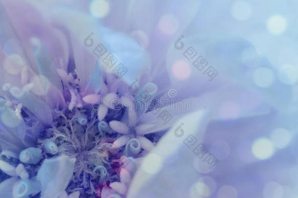 <strong>蓝</strong>紫色的花在透明的<strong>蓝</strong>色模糊的背景上。 特写镜头。 花卉构图。 花卉背景。