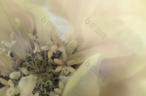 花在透明模糊的背景上。 特写镜头。 花卉构图。 花卉背景。