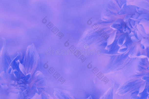 大丽花蓝色粉红色模糊的背景。 模糊的背景上的花。 花卉构图。 假期的卡片。
