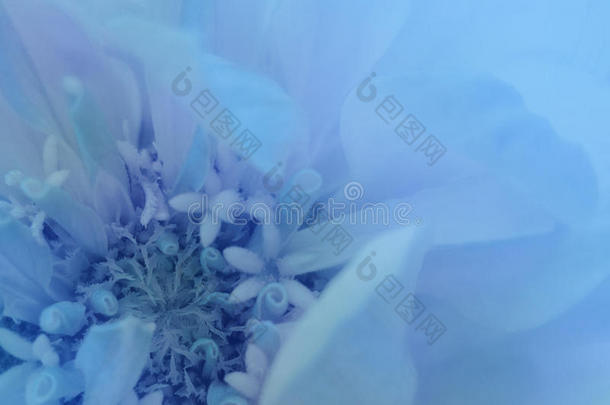 蓝色的花在透明的蓝色模糊的背景上。 特写镜头。 花卉构图。 花卉背景。